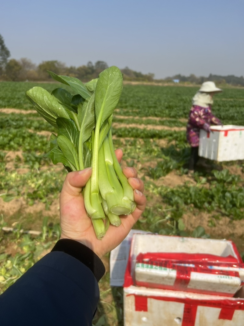 【推荐】广西油菜苔
