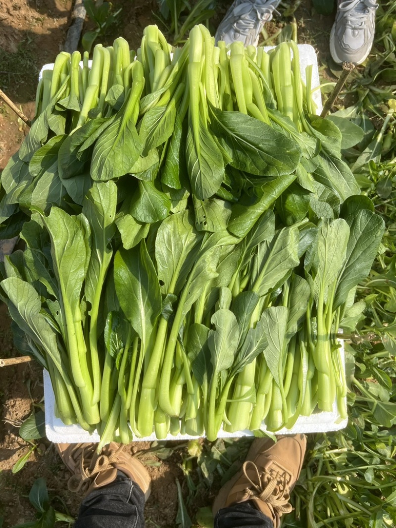 【推荐】广西油菜苔