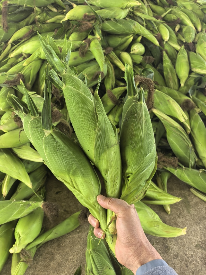 甜玉米