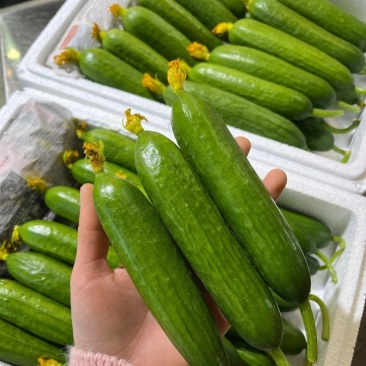婕美塔西亚小黄瓜种子光滑无刺节节有瓜荷兰水果黄瓜种子