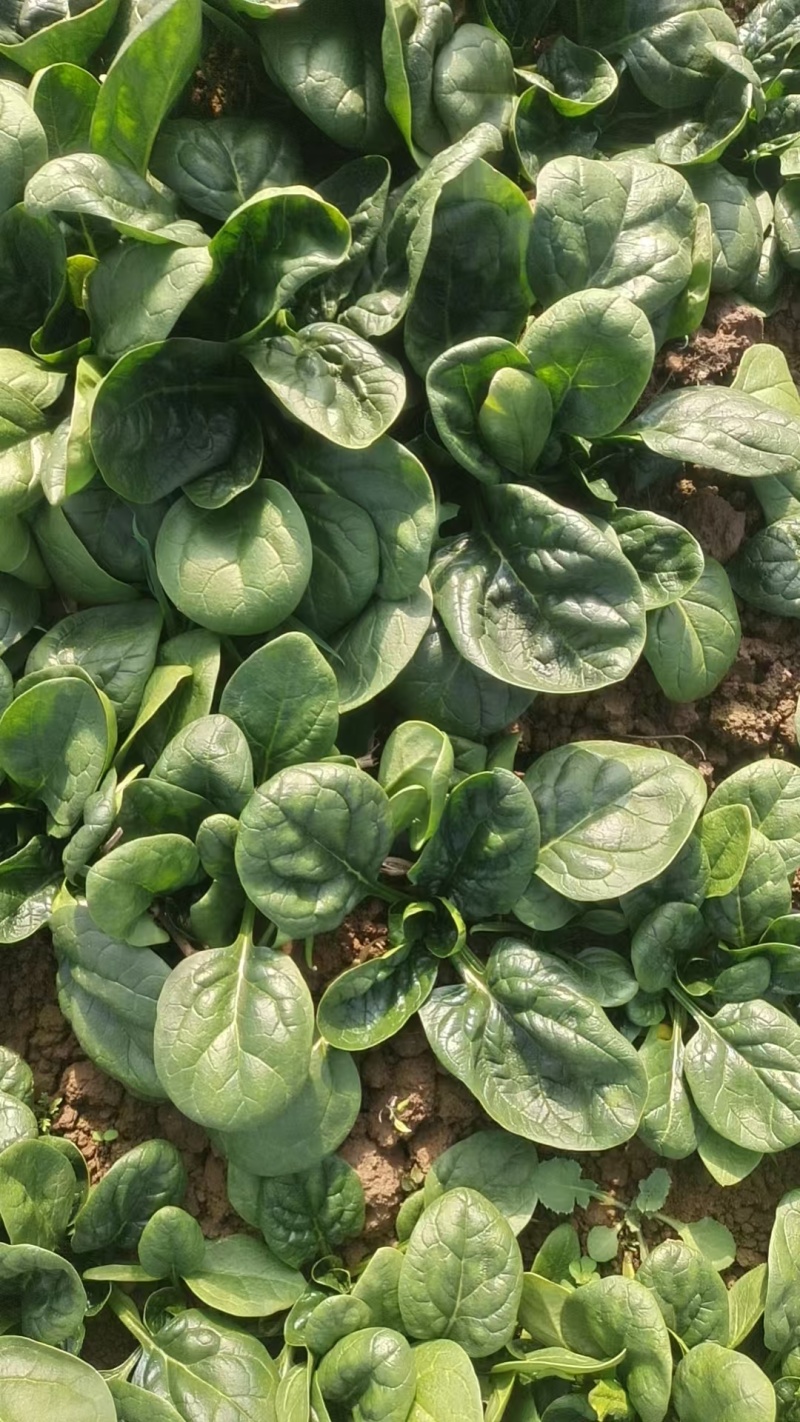 趴地菠菜