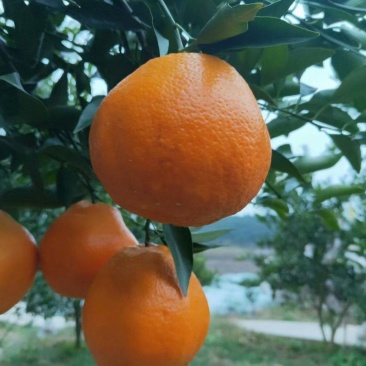 大牙1号粑粑柑