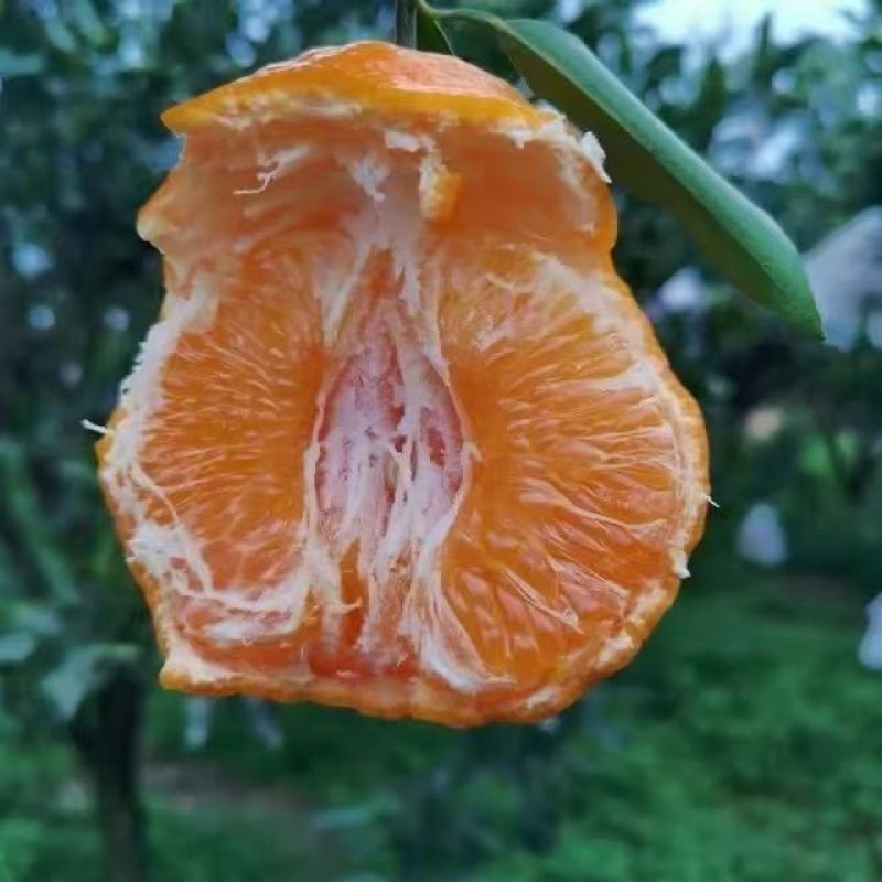 大牙1号粑粑柑