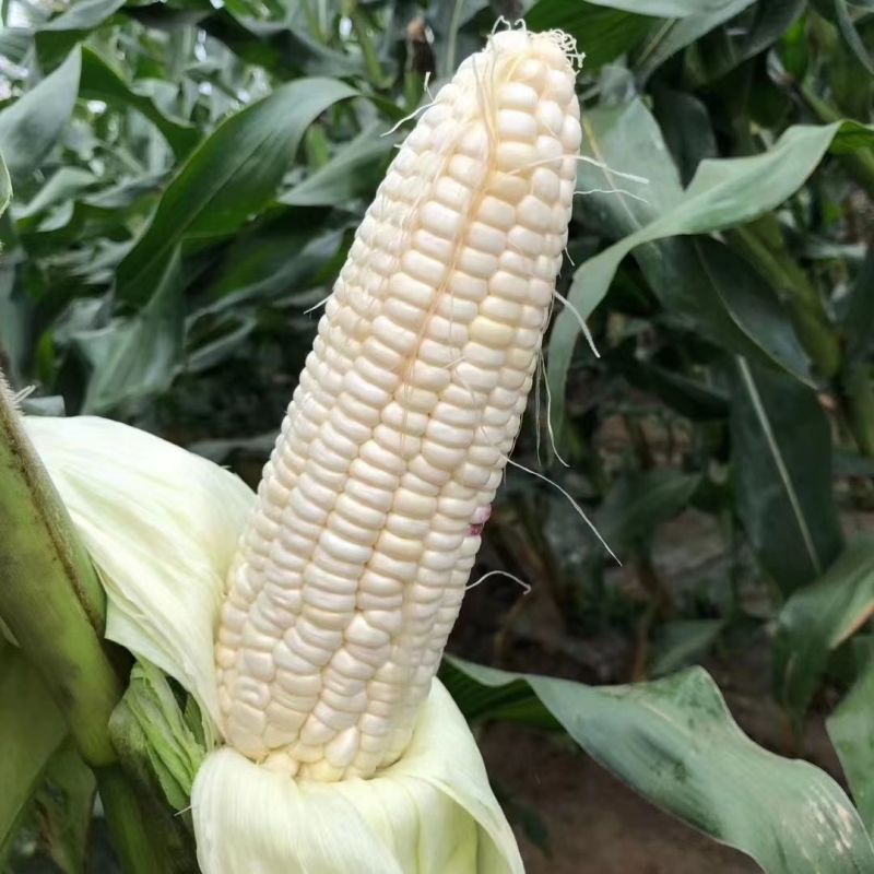 理想66甜加糯玉米种子早熟矮杆大穗口感香糯鲜食糯玉米种籽