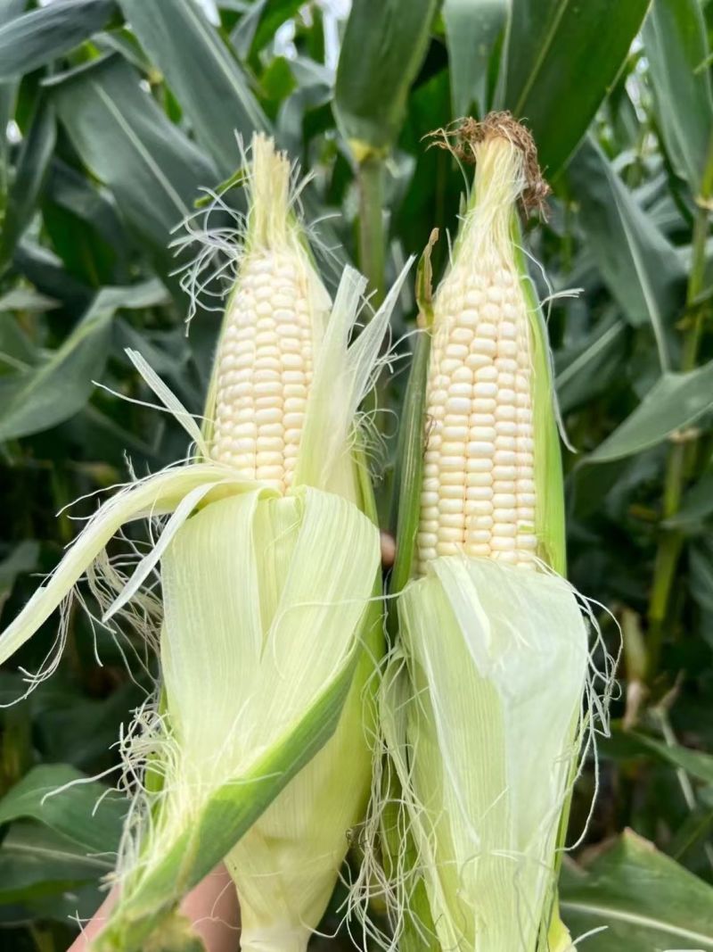 理想66甜加糯玉米种子早熟矮杆大穗口感香糯鲜食糯玉米种籽