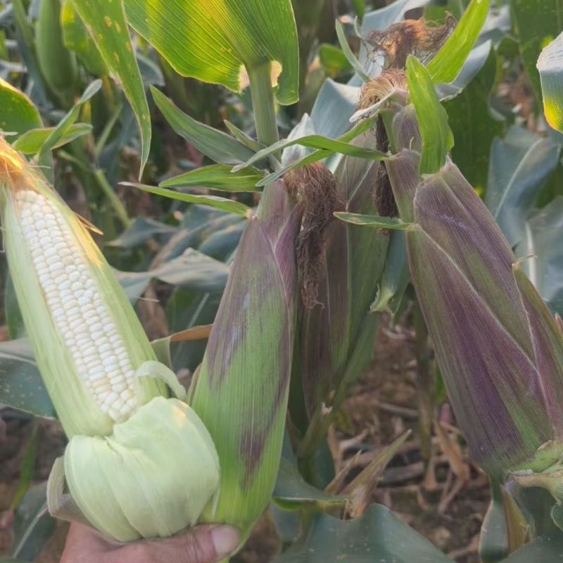 理想66甜加糯玉米种子早熟矮杆大穗口感香糯鲜食糯玉米种籽