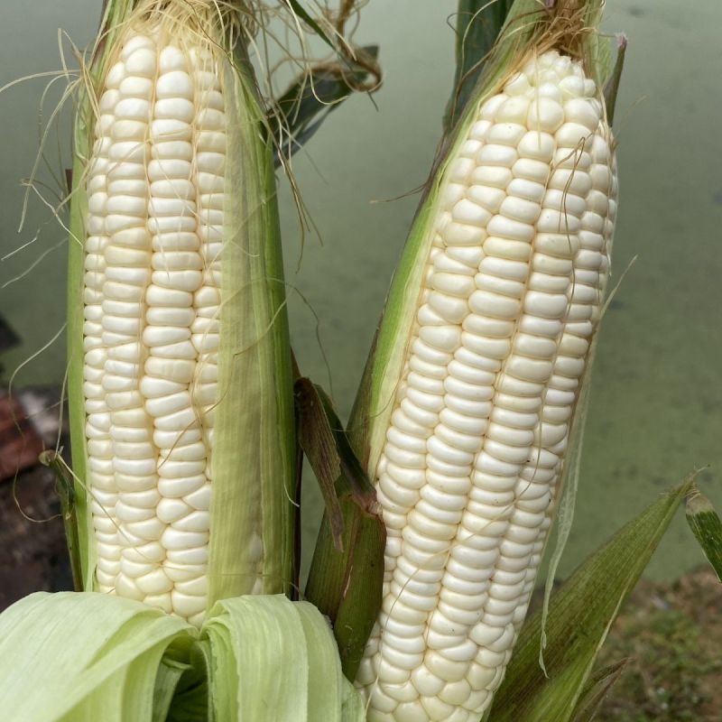 理想66甜加糯玉米种子早熟矮杆大穗口感香糯鲜食糯玉米种籽