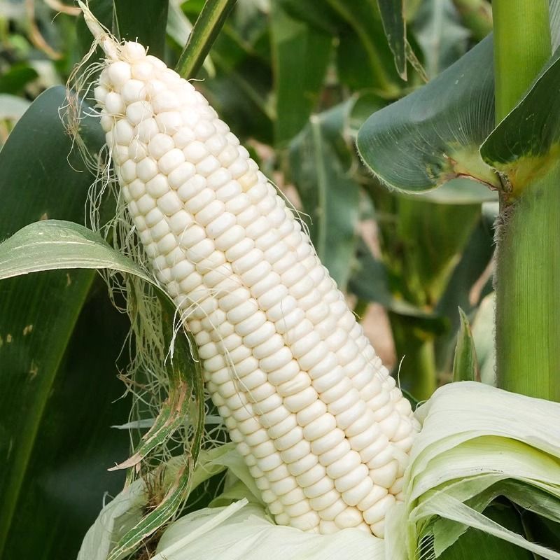 理想66甜加糯玉米种子早熟矮杆大穗口感香糯鲜食糯玉米种籽