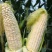 理想66甜加糯玉米种子早熟矮杆大穗口感香糯鲜食糯玉米种籽