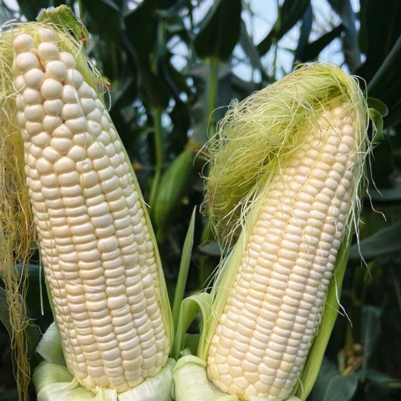 理想66甜加糯玉米种子早熟矮杆大穗口感香糯鲜食糯玉米种籽