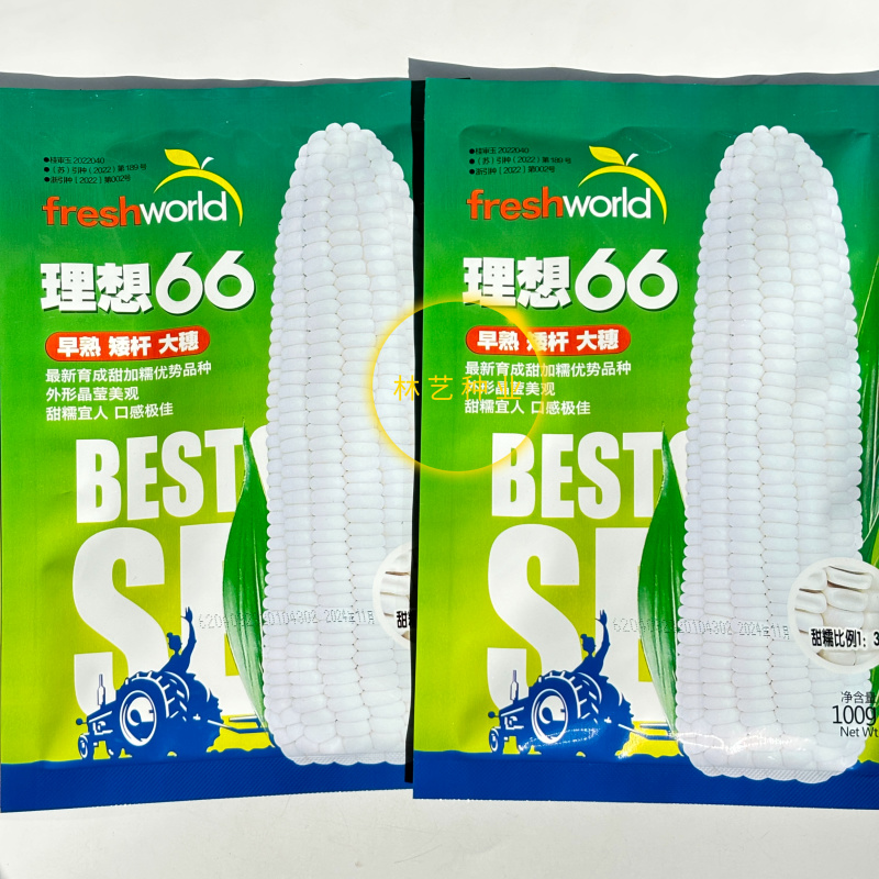 理想66甜加糯玉米种子早熟矮杆大穗口感香糯鲜食糯玉米种籽