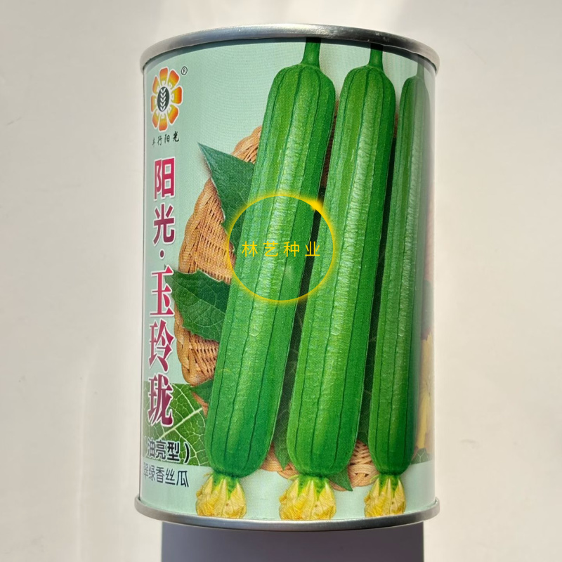 阳光玉玲珑油亮翠绿香丝瓜种子早熟短棒油绿丝瓜种籽硬度好产