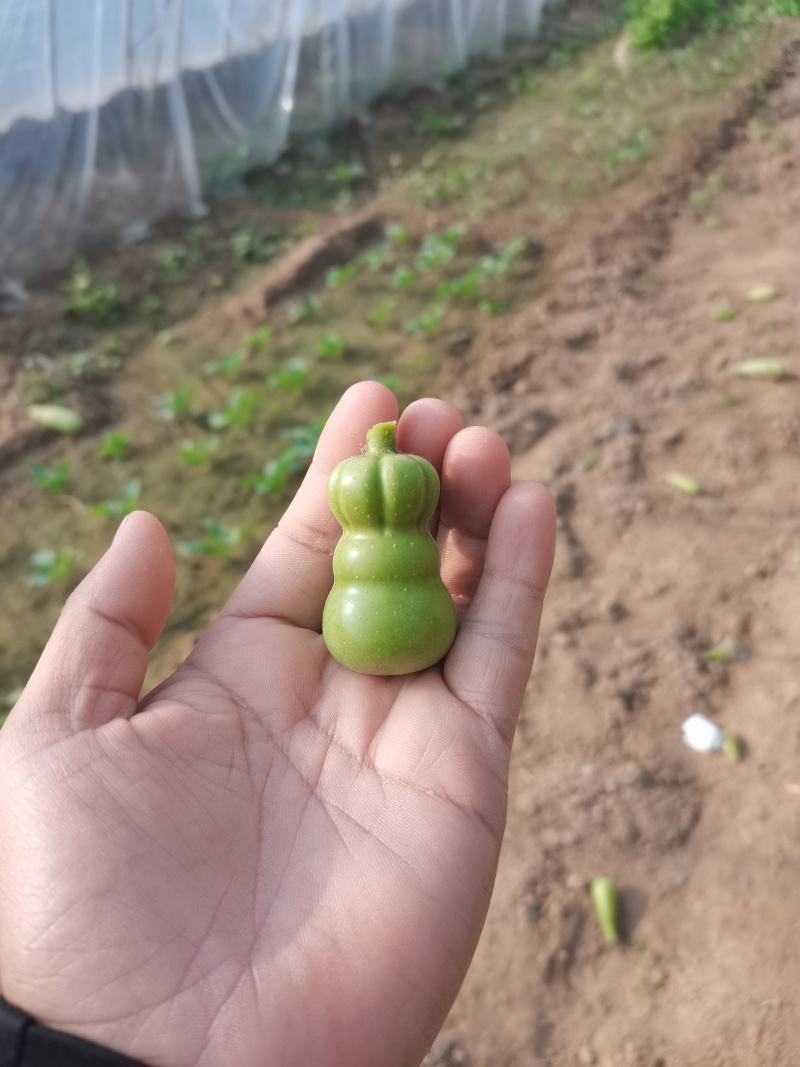 精品葫芦预订中