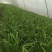 精品新根头刀大叶韭菜