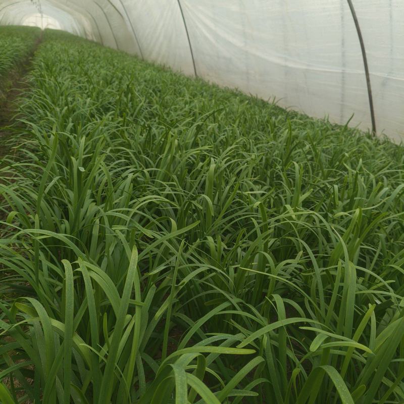 精品新根头刀大叶韭菜