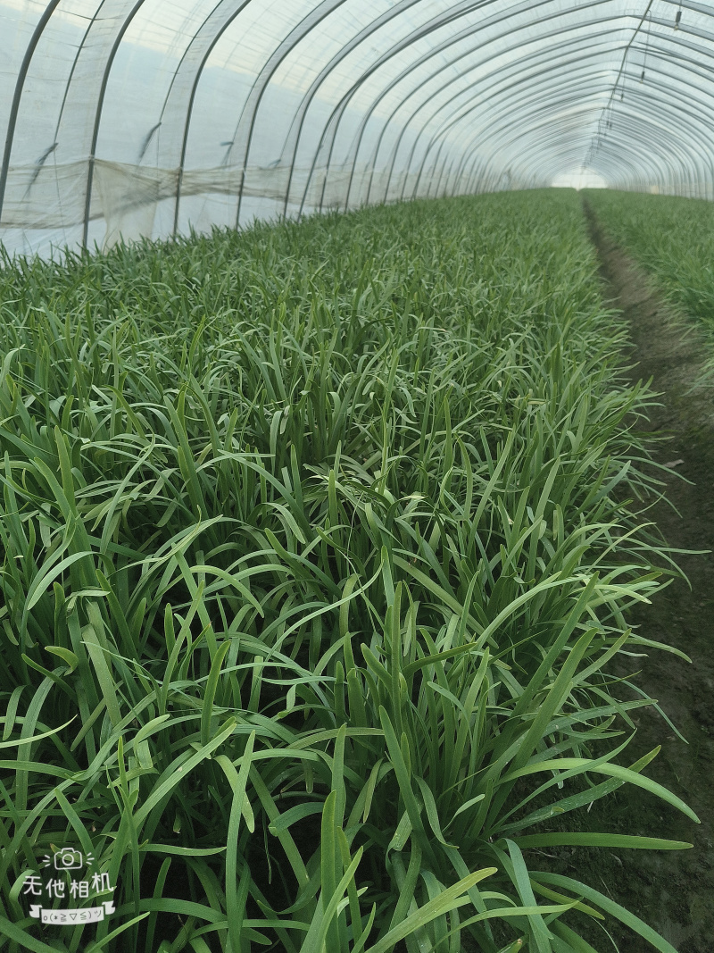 精品新根头刀大叶韭菜