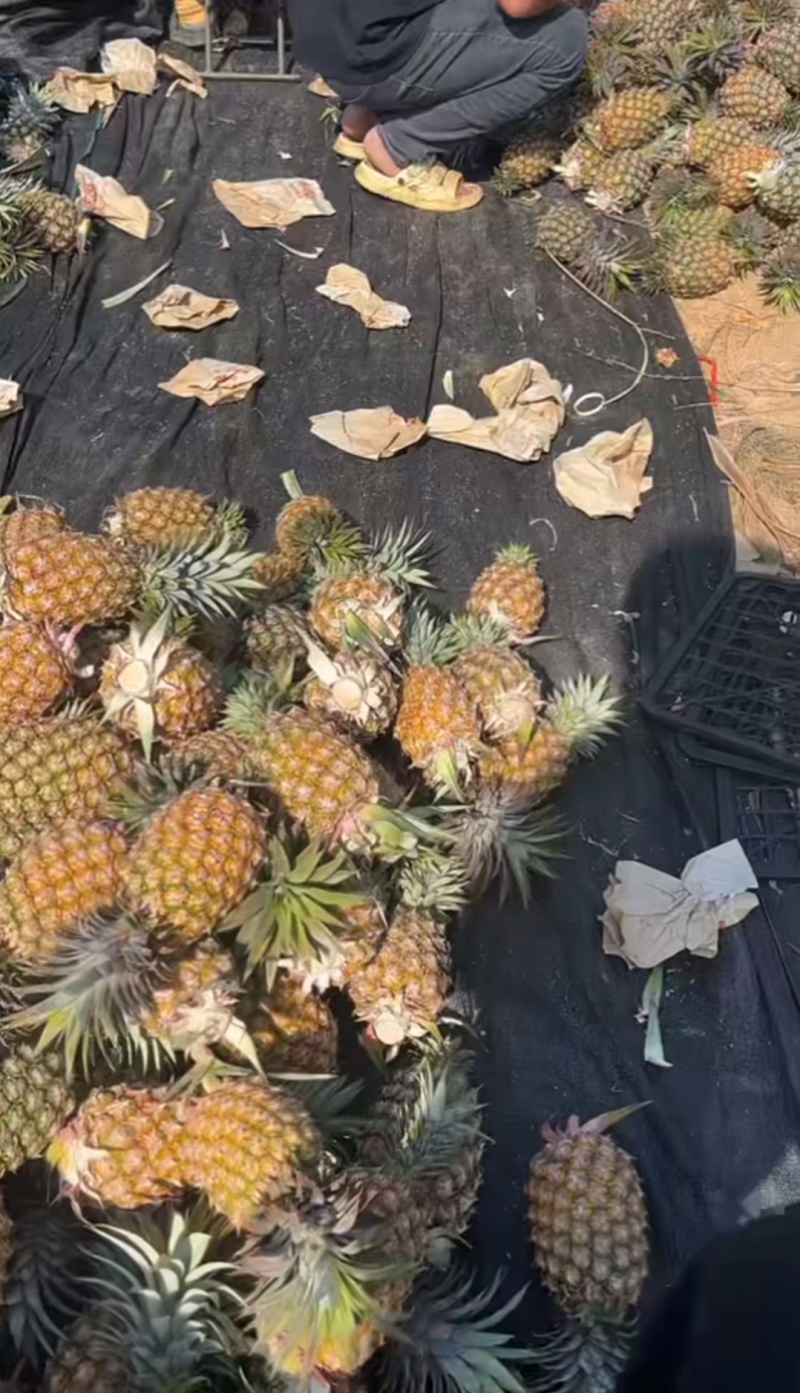 海南金钻凤梨