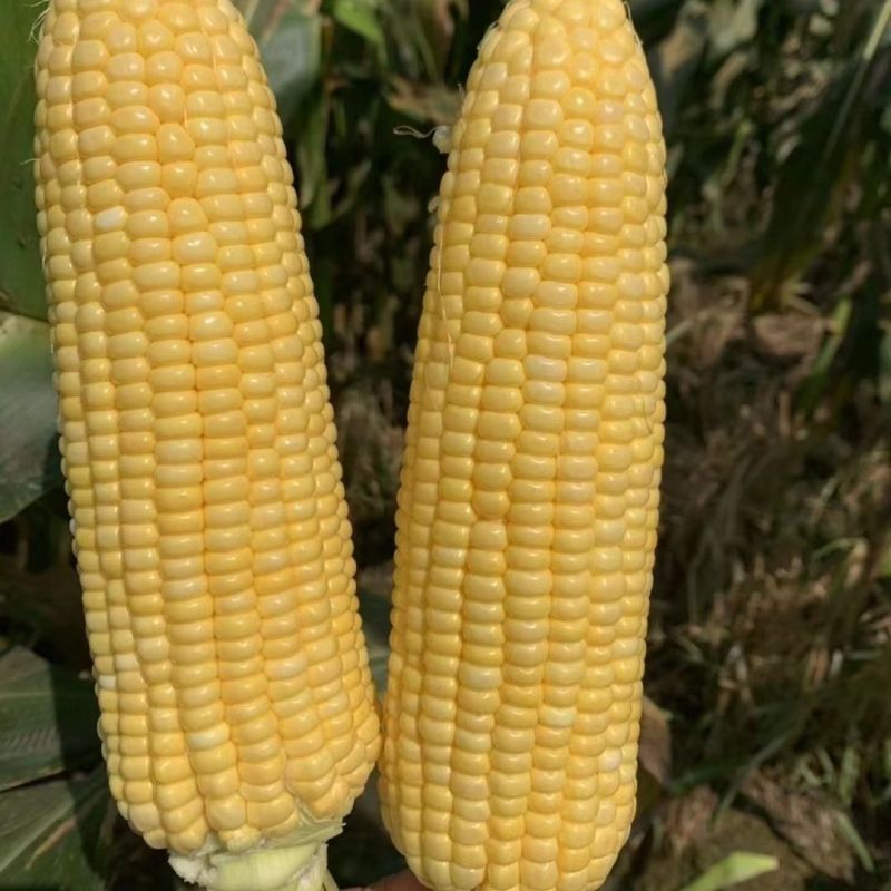 鄂甜玉9号玉米种子鲜食黄甜糯玉米种籽大棒水果甜玉米籽苞谷