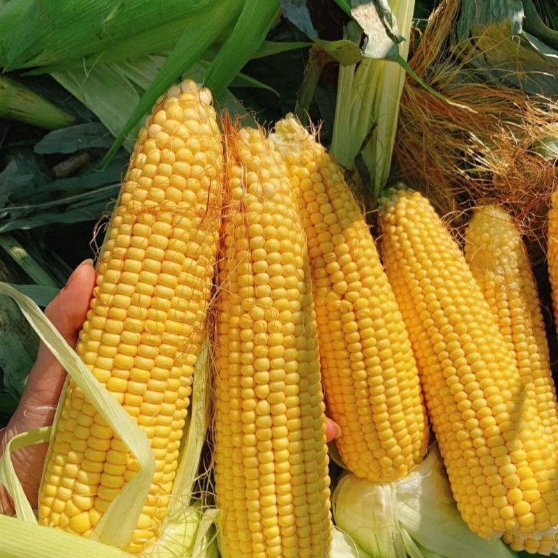 鄂甜玉9号玉米种子鲜食黄甜糯玉米种籽大棒水果甜玉米籽苞谷