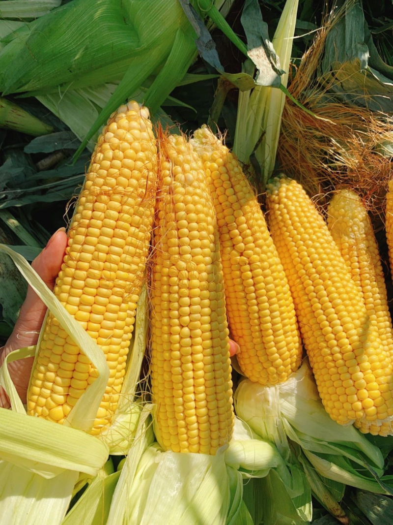 鄂甜玉9号玉米种子鲜食黄甜糯玉米种籽大棒水果甜玉米籽苞谷