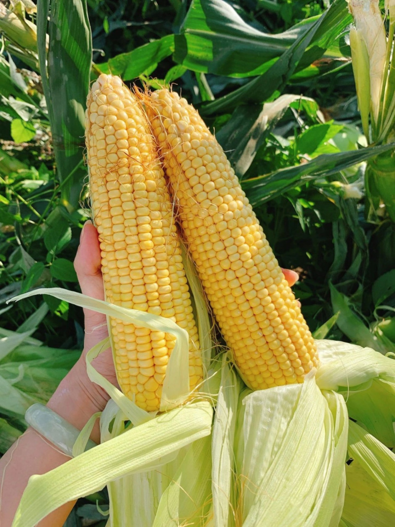 鄂甜玉9号玉米种子鲜食黄甜糯玉米种籽大棒水果甜玉米籽苞谷
