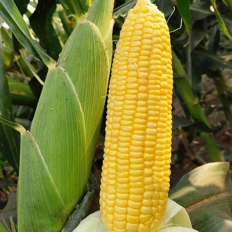 鄂甜玉9号黄玉米种子鲜食水果大棒轴白甜玉米苞谷