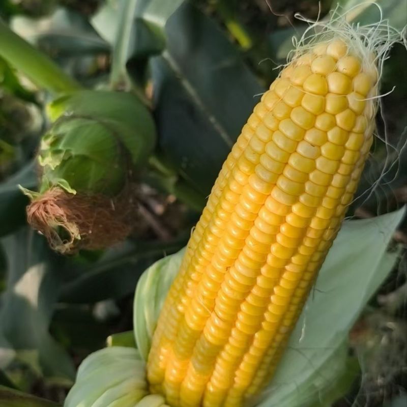 鄂甜玉9号黄玉米种子鲜食水果大棒轴白甜玉米苞谷
