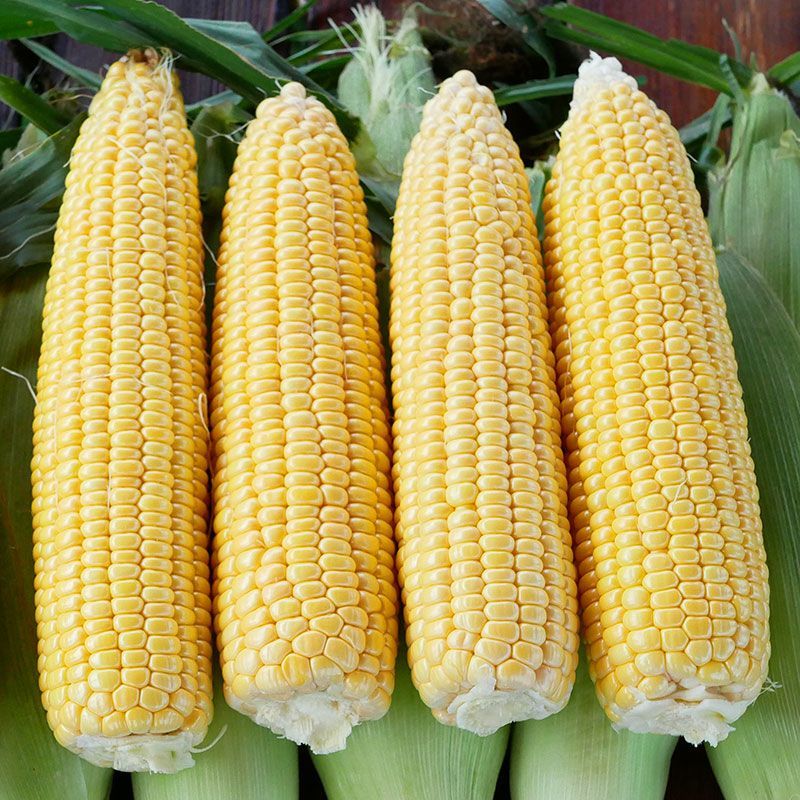 鄂甜玉9号黄玉米种子鲜食水果大棒轴白甜玉米苞谷