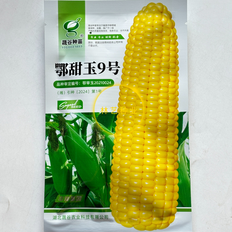 鄂甜玉9号黄玉米种子鲜食水果大棒轴白甜玉米苞谷