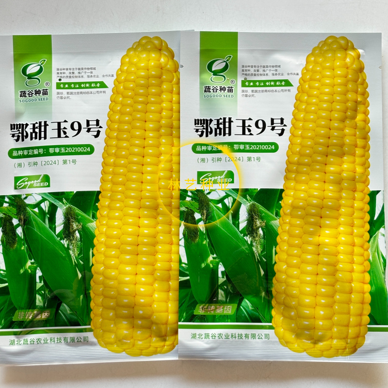 鄂甜玉9号黄玉米种子鲜食水果大棒轴白甜玉米苞谷