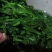 枸杞苗，新鲜，速冻，原产地采收传统工加工，代加工各种规格