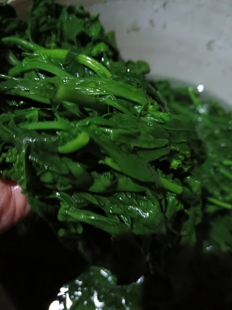 枸杞苗，新鲜，速冻，原产地采收传统工加工，代加工各种规格