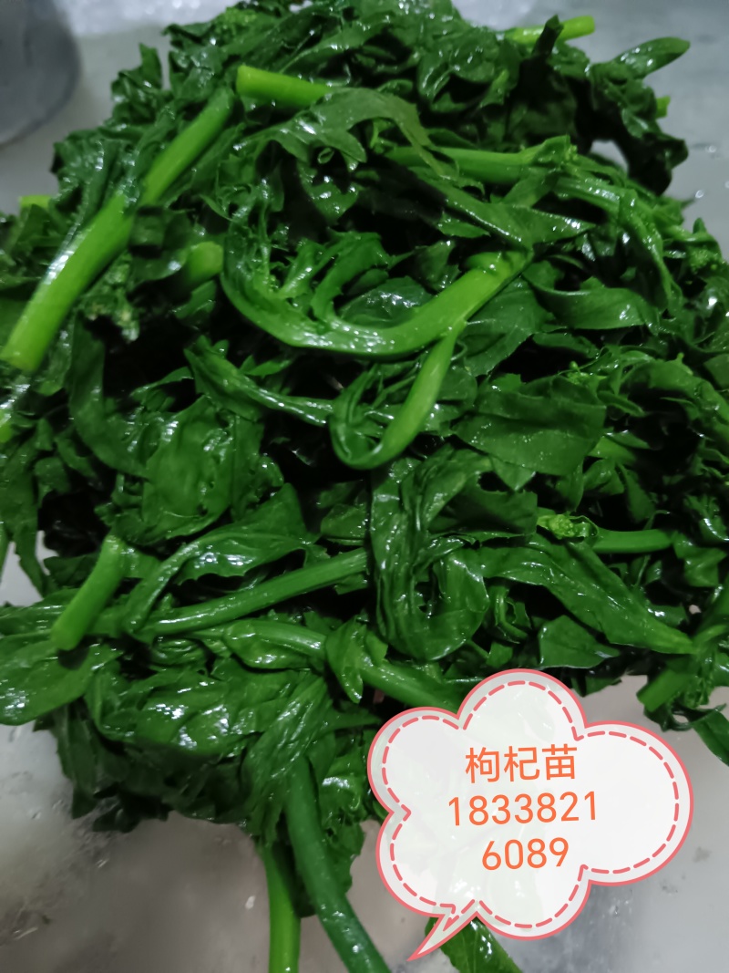 枸杞苗，新鲜，速冻，原产地采收传统工加工，代加工各种规格