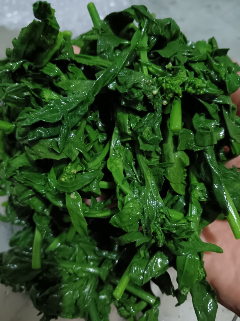 枸杞苗，新鲜，速冻，原产地采收传统工加工，代加工各种规格