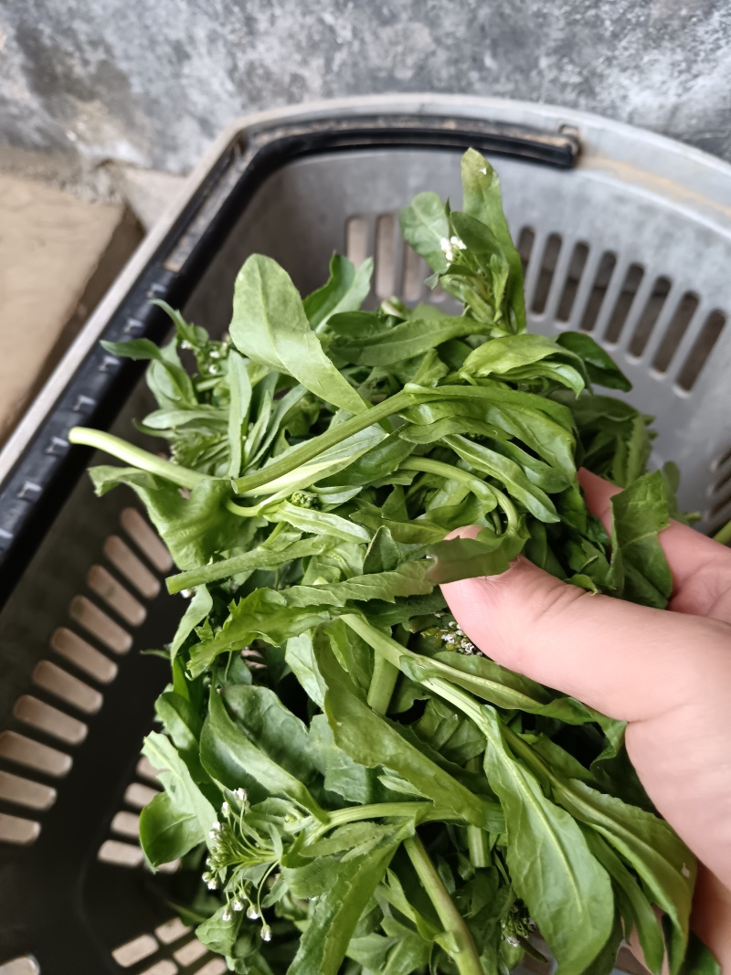 枸杞苗，新鲜，速冻，原产地采收传统工加工，代加工各种规格