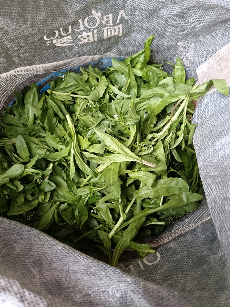 枸杞苗，新鲜，速冻，原产地采收传统工加工，代加工各种规格