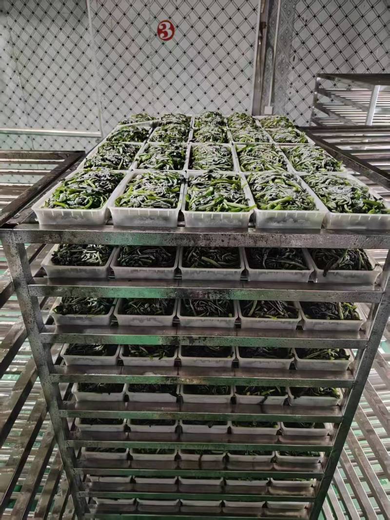 芥兰苗，可发鲜菜，可速冻，鲜菜低至一块五一斤
