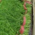 饶阳县优质茴香大量上市中