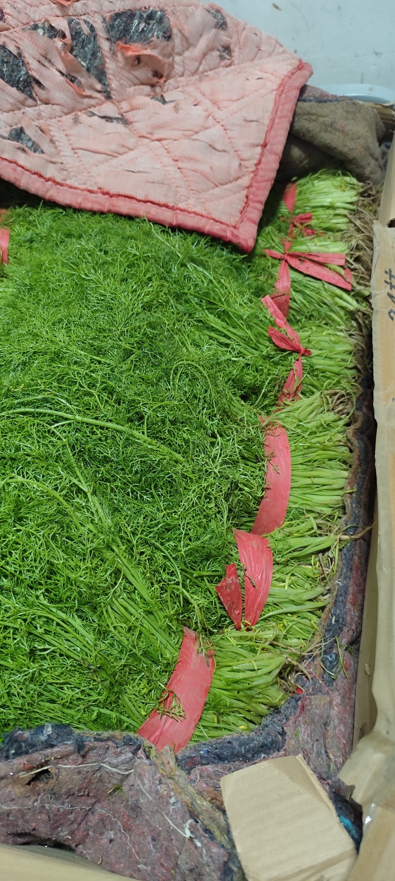 饶阳县优质茴香大量上市中