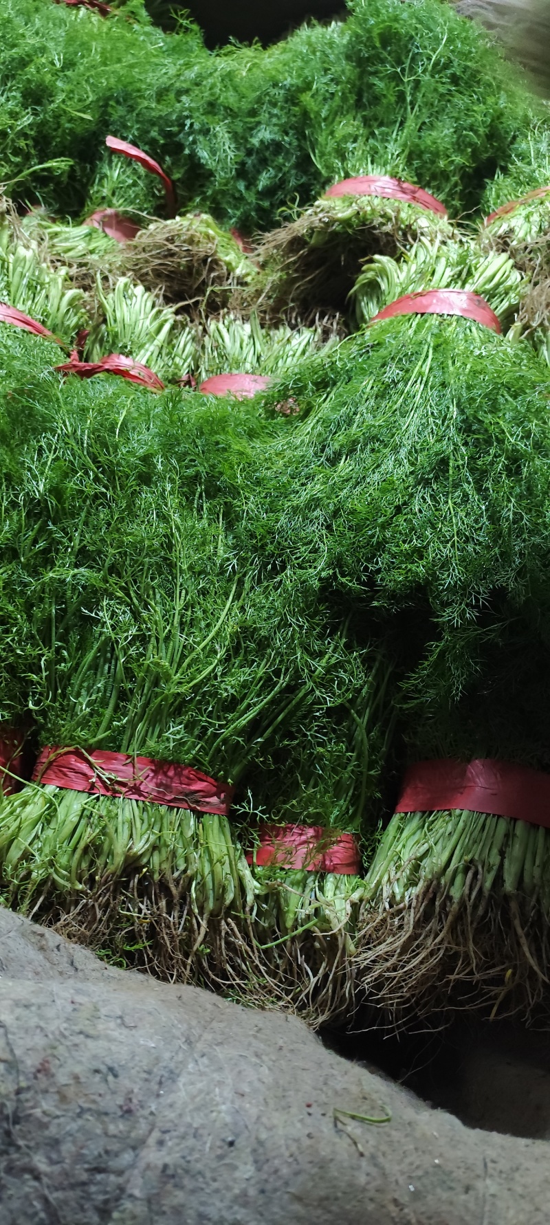 饶阳县优质茴香大量上市中