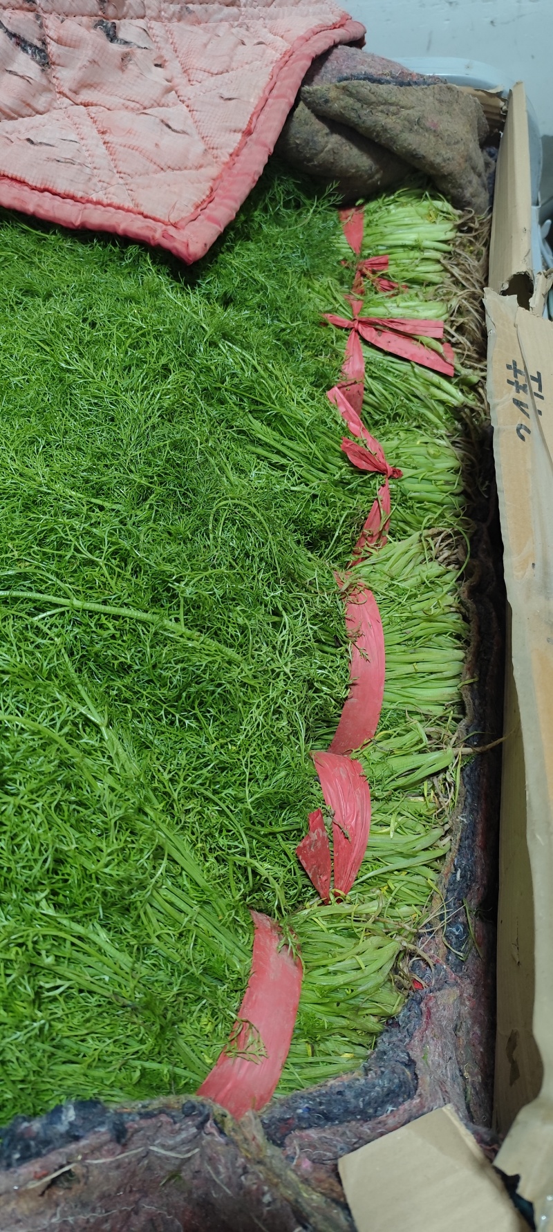 饶阳县优质茴香大量上市中