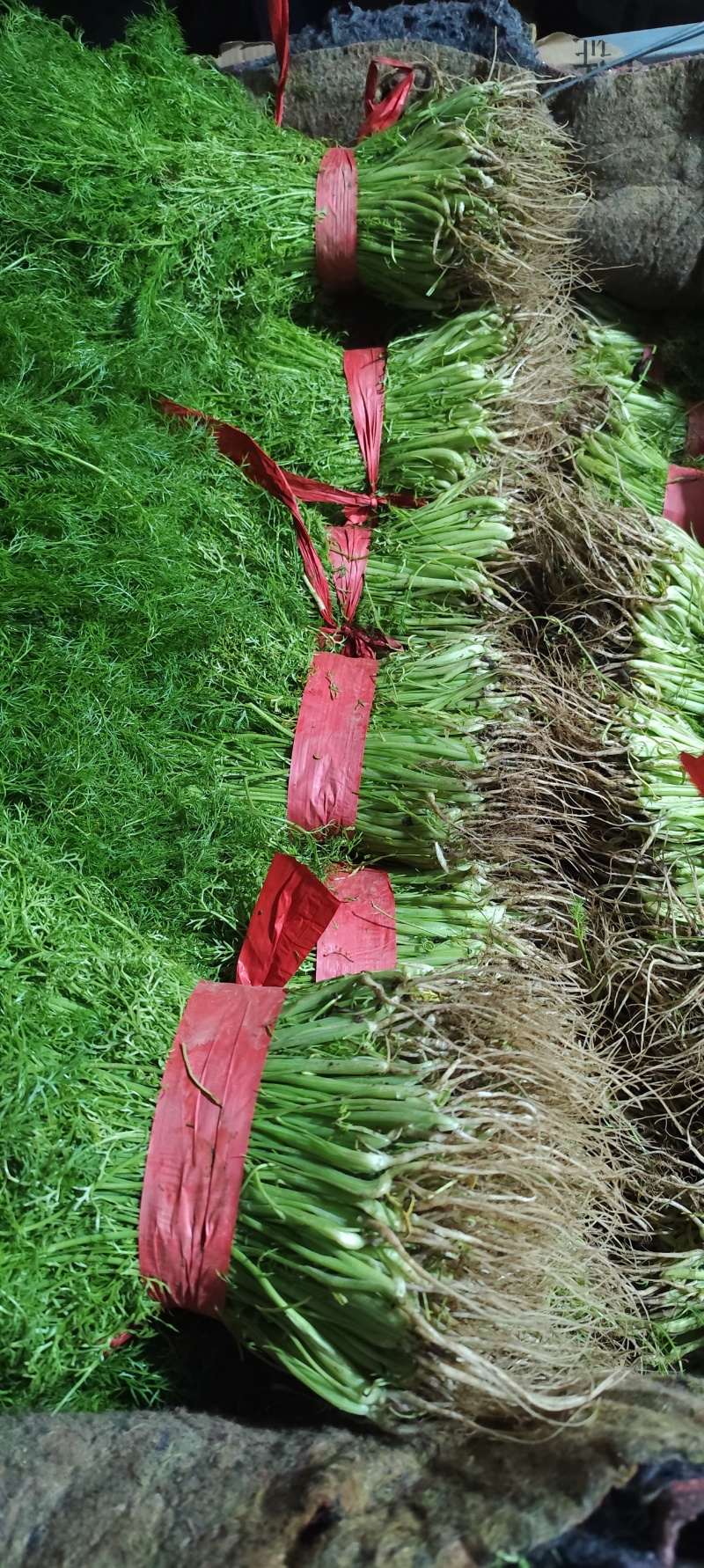 饶阳县优质茴香大量上市中