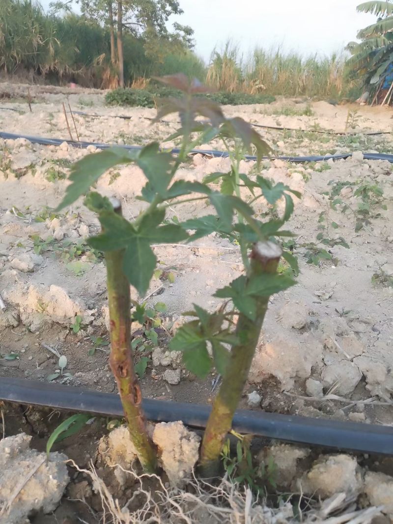 药食同源七叶覆盆子苗