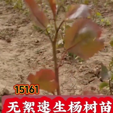 年前移植杨树苗效果更好，南林3804无絮速生杨基地