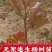 年前移植杨树苗效果更好，南林3804无絮速生杨基地