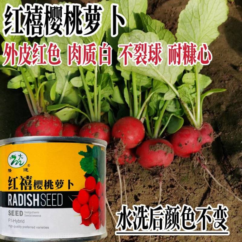 红禧樱桃小萝卜种籽白肉不裂果果型整齐春秋播种红皮小萝卜种