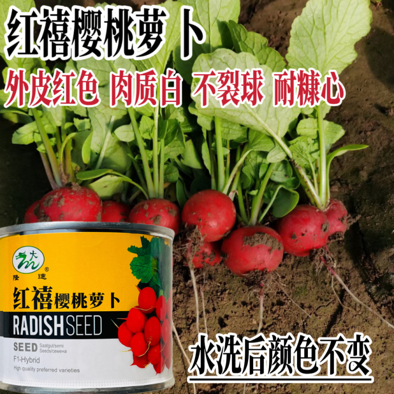 红禧樱桃小萝卜种籽白肉不裂果果型整齐春秋播种红皮小萝卜种