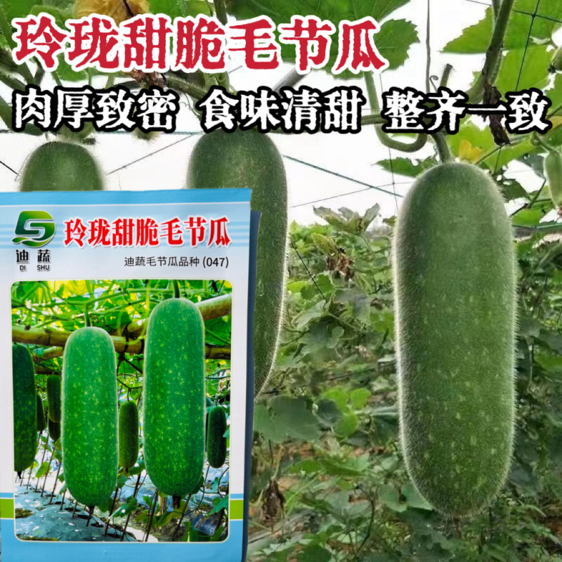 玲珑甜脆毛节瓜种籽种迷你小冬瓜种籽高产毛节瓜种子孑四季蔬