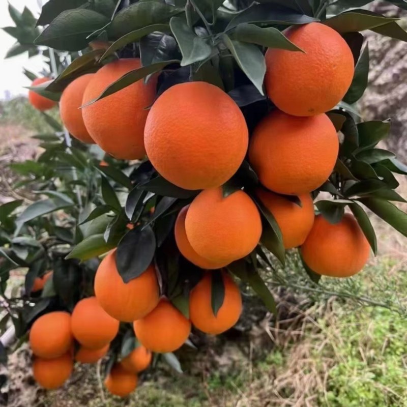 正宗奉节福本脐橙
