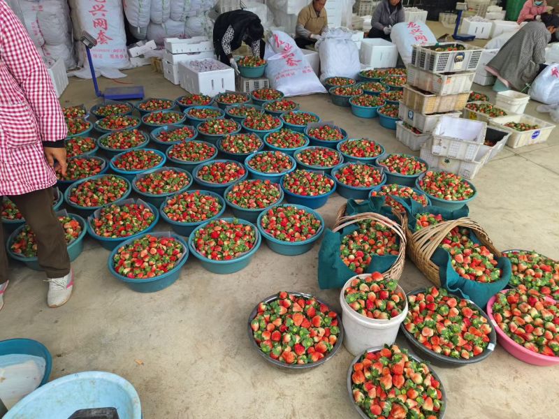 黔霉一号，各种规格都有货。量大从优。品质相当好。需要的联